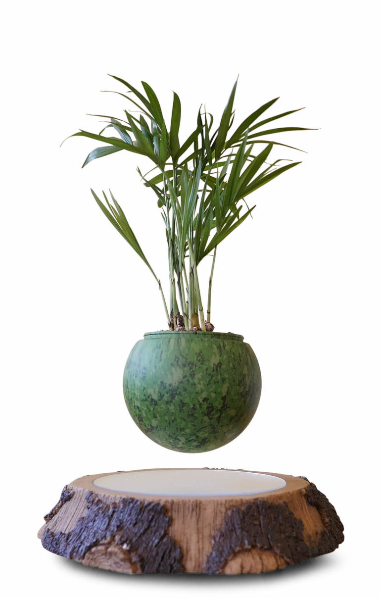 Air Bonsai interessiert? Jetzt ENDLICH in Europa erhältlich! › Air Bonsai